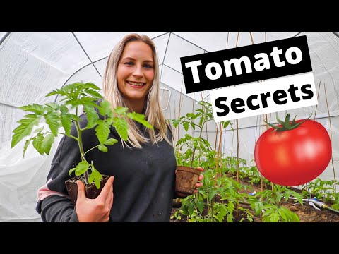 The Secret To Growing Tomatoes | How To Grow Tomatoes For Beginners