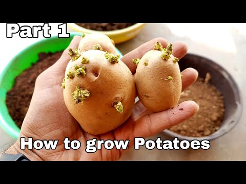 How to grow potatoes at home || Part 1