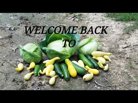 How To Grow Yellow Crookneck and Zucchini Squash in a small garden.