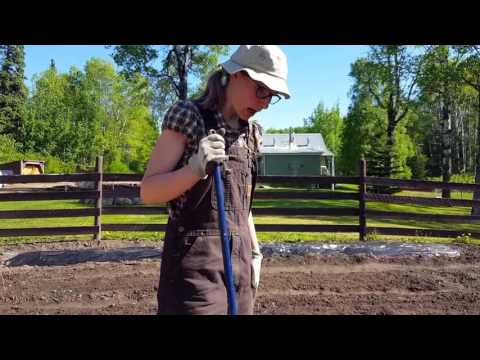 How to Plant Dill Seeds!