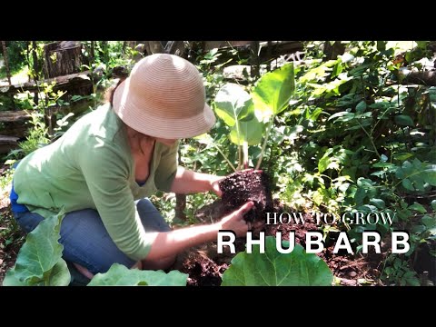 How to grow Rhubarb on How to Grow a Garden with Scarlett