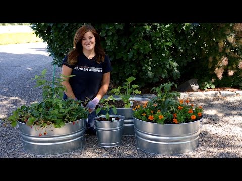 Edibles in Containers // Garden Answer