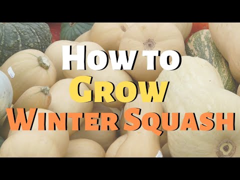 How to grow winter squash