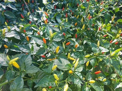 How to Grow Tobasco Peppers: From Sprout to Fruiting