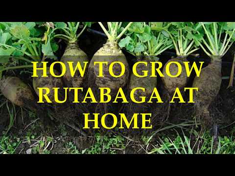 HOW TO GROW RUTABAGA AT HOME