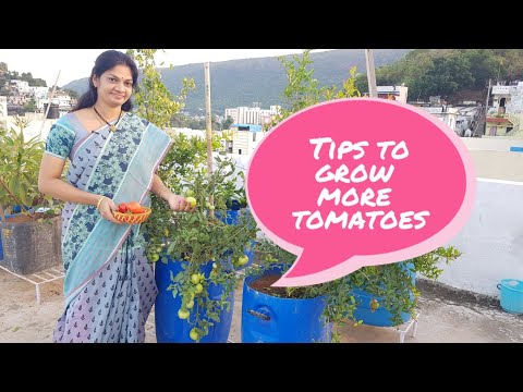 ??????? ???????? ???????? ??? ???????./Best tips for growing  lots of tomatoes.  #tomatoes #tips