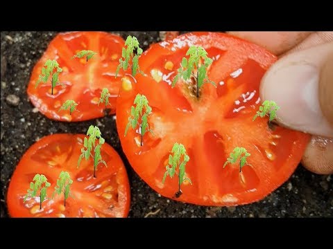 How to Grow Tomatoes from Seed (Updated 2021 with Results)