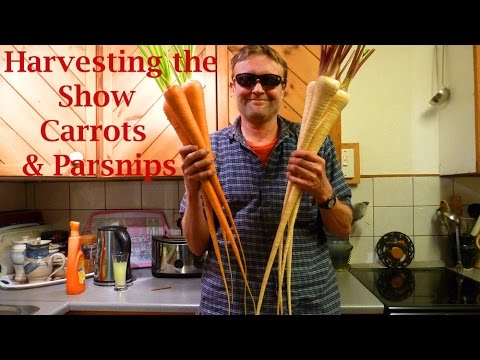 Allotment Diary : Harvesting the Exhibition Show Carrots & Parsnips & Show Results