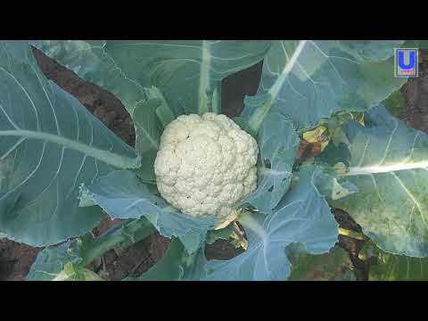 how to grow cauliflower at home