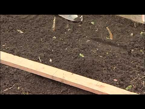 How To Plant Shallots