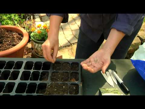 How to Sow Spinach Seeds : Planting & Gardening Vegetables