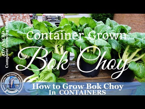 How to Grow Bok Choy in Containers