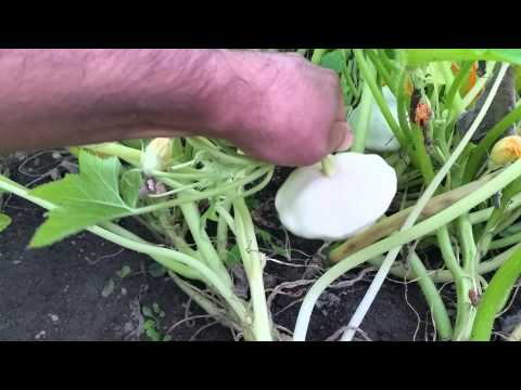 How to Grow Summer Squash Zucchini