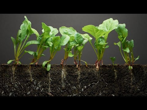Spinach Time-Lapse - 40 days | Soil cross section