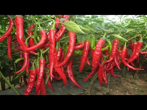 WOW! Amazing Agriculture Technology !! Chili Peppers farming