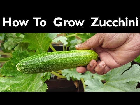 How To Grow Zucchini - Growing Ball's Zucchini Squash (courgette or summer squash)