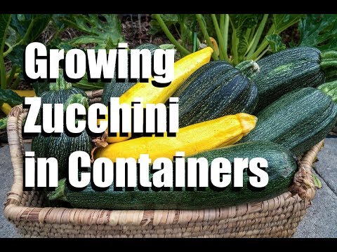 Growing Zucchini in Containers, Blossom End Rot, Powdery Mildew // Large Veggies in Containers #3