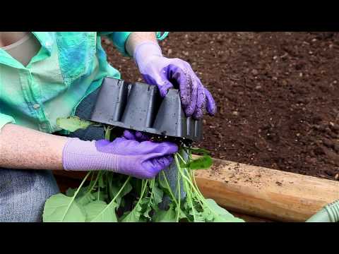 How to Plant Broccoli, Brussels Sprouts, Cabbage, Cauliflower, Collards, Kale & Kohlrabi