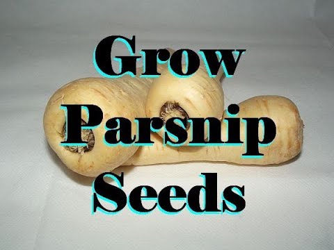 How to Grow Parsnip Seeds