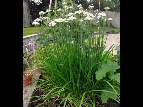 How to grow Chinese Chives or  Garlic Chives