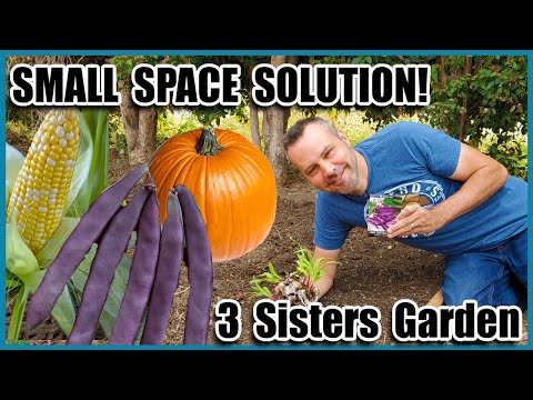 Planting a 3 Sisters Garden /  How to Grow Corn,  How to Grow Squash, How to Grow Beans... Together!