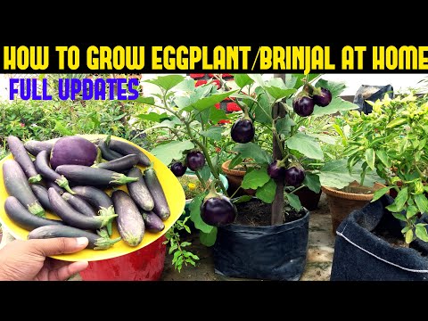 How To Grow Eggplant/Brinjal in Containers (SEED TO HARVEST)