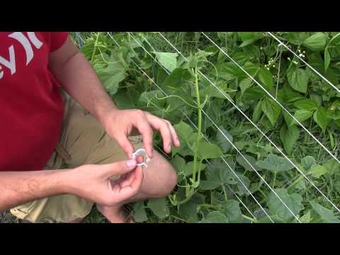 A Quick & Simple Method For Trellising Vining Vegetables