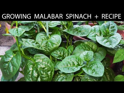 How To Grow Malabar Spinach + EZ Fritters Recipe