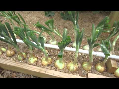 How To Grow Big Bulb Onions
