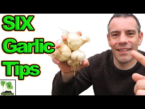 How To Grow Garlic At Home | 6 Amazing Tips
