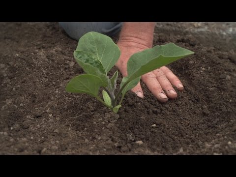 How To Plant Eggplants, Peppers and Chillis