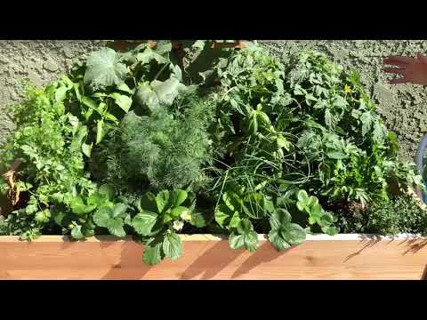 HERB Gardening 101! BEST Tips to Plant a Herb Garden Box!