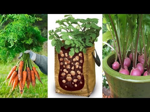 4 Of The Easiest Root Vegetables To Grow In Containers Even If You Live In Apartment