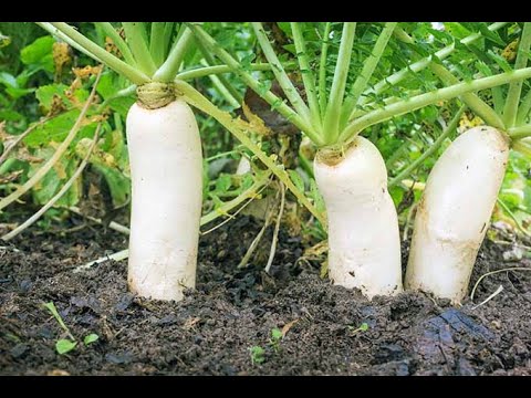 HOW TO GROW AND HARVEST RADISH AT HOME?