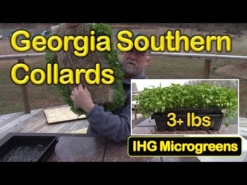 How to Grow IHG Collards Microgreens