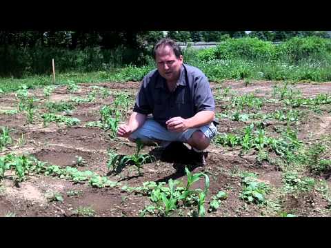 How To Plant Three Sisters Garden - Sustainable Agriculture With Companion Plants