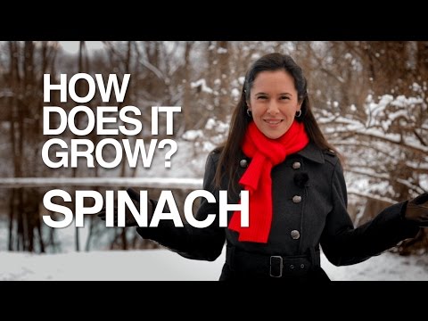 HYDROPONIC SPINACH | How Does it Grow?