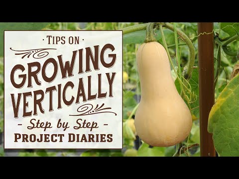? Tips on Growing Vertically (Training Squash, Cucumbers, Melons etc)