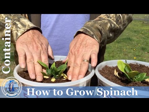 How To Grow Spinach In Containers at Home (ADVANCED) Complete Growing Guide