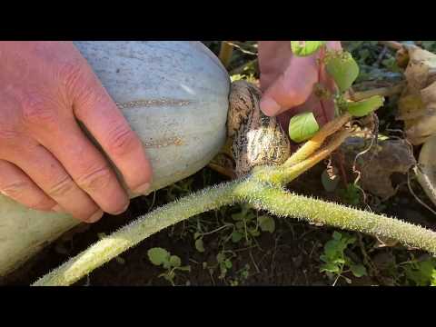 Winter Squash Harvest Tips