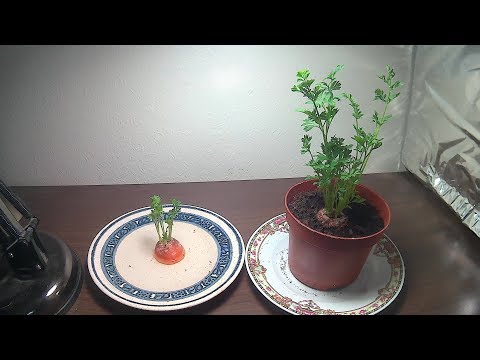 How To Grow Carrot Tops (With Time lapse)
