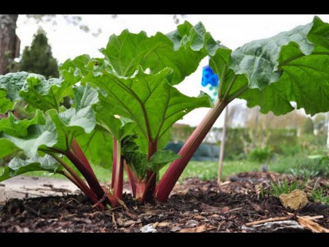 Growing Rhubarb: Sowing, Planting, Care, Harvesting, Storing...