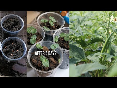 How to Grow Okra from seeds is so easy Episode 01