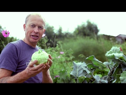 How to grow and harvest Kohl Rabi