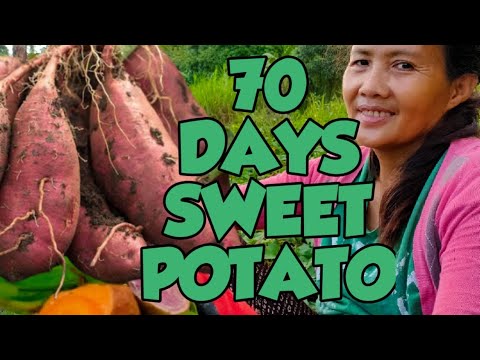 Binisaya SWEETPOTATO (kamote) | how to grow SWEET POTATOES  in your backyard | 70 Days sweet patato