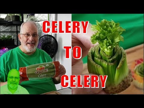 How to Grow Celery From Celery - Grow it Free, Quick, Easy  and Organic