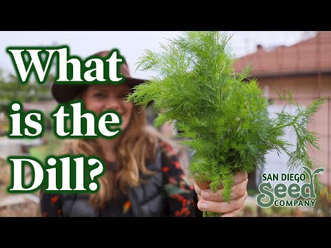 Grow & Harvest DILL | Why we LOVE this herb & the BEST WAY to PRESERVE it