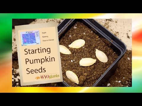 How To Plant Pumpkins Seeds (Tips and Tricks)