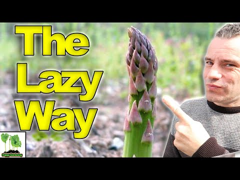 How To GROW Asparagus   The LAZY Way!