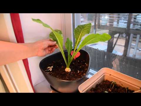 Growing turnip in containers indoors - 2014